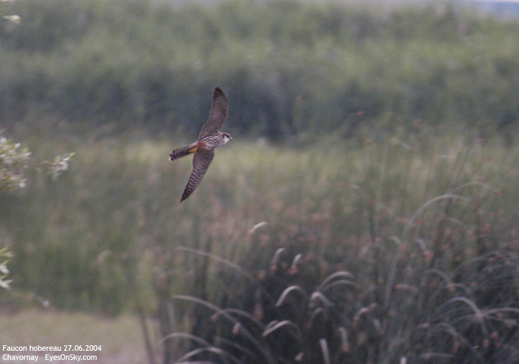 Nature/Birds/E-F/faucon_hobereau_DSC_9608.jpg