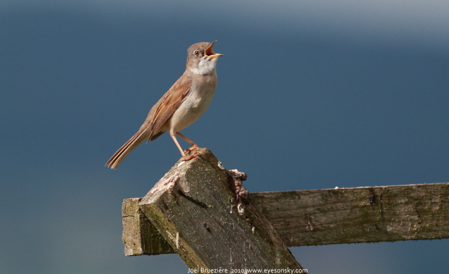 Nature/Birds/E-F/fauvette-grisette-IMG_9184.jpg