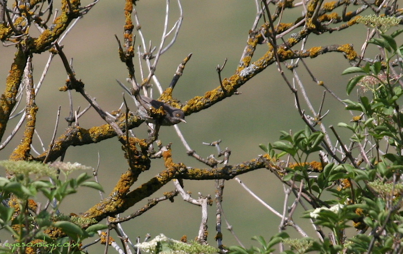 Nature/Birds/E-F/fauvette_eperviere_IMG_9696.jpg