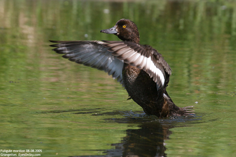 Nature/Birds/E-F/fuligule_morillon_IMG_4606.jpg