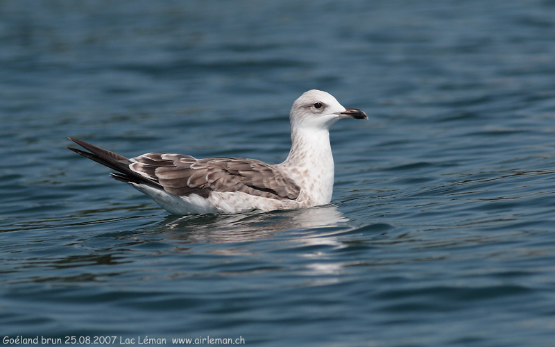 Nature/Birds/G/goeland-brun-IMG_8894.jpg