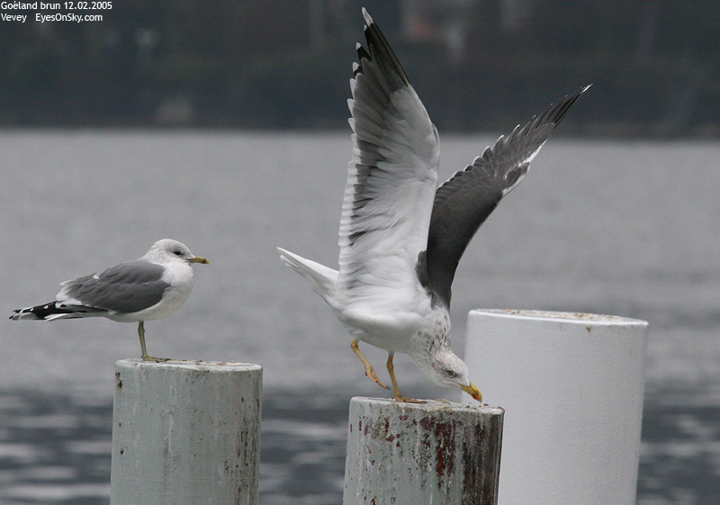 Nature/Birds/G/goeland_brun_IMG_3063.jpg