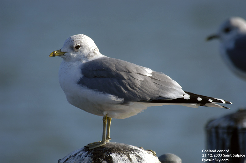 Nature/Birds/G/goeland_cendre_DSC_4841.jpg
