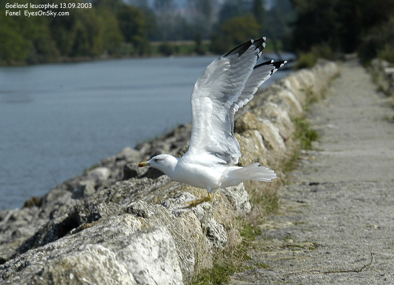 Nature/Birds/G/goeland_leucophee_DSC_3115.jpg