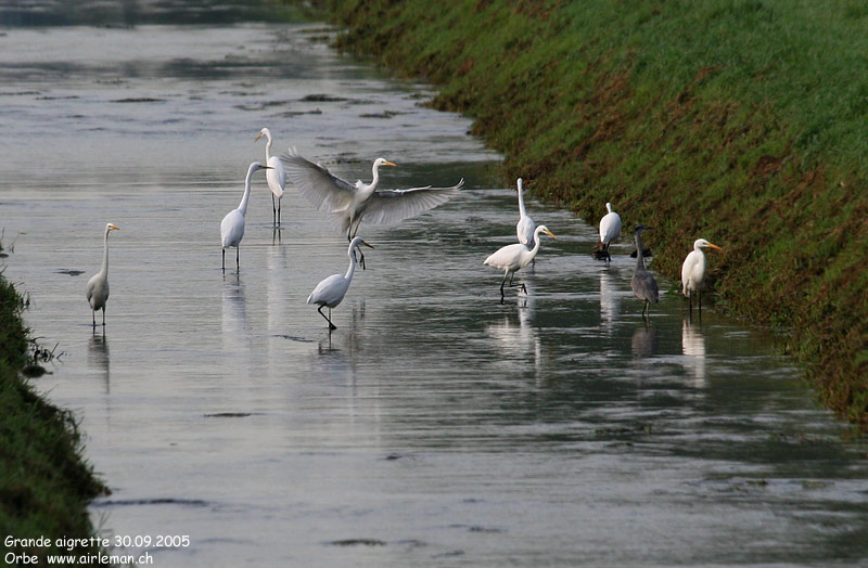 Nature/Birds/G/grande_aigrette_IMG_1078.jpg