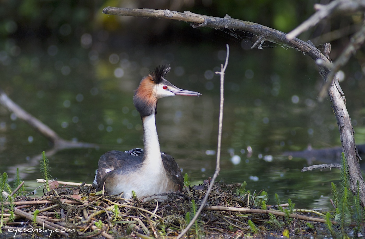 Nature/Birds/G/grebe_huppe_IMG_2898.jpg