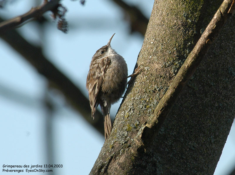 Nature/Birds/G/grimpereau_des_jardins_DSC_0035.jpg