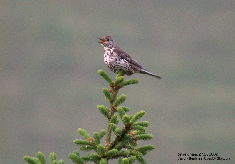 Nature/Birds/G/grive_draine_Dscn4475.jpg