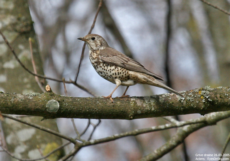 Nature/Birds/G/grive_draine_IMG_7708.jpg