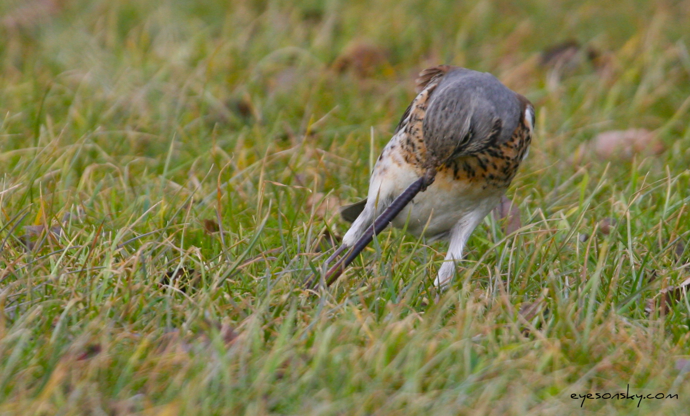 Nature/Birds/G/grive_litorne_IMG_3604.jpg