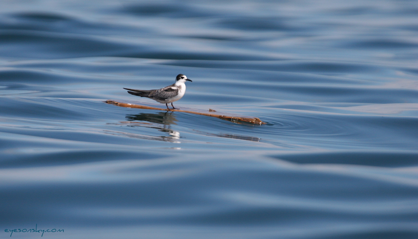 Nature/Birds/G/guifette-noire-IMG_4874.jpg