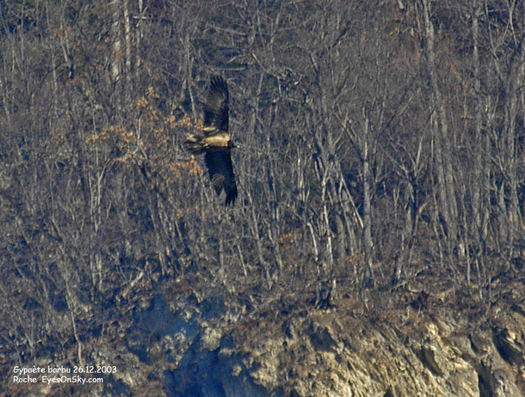 Nature/Birds/G/gypaete_barbu_DSC_5049.jpg