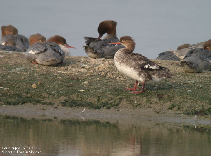 Nature/Birds/H-I/harle_huppe_DSCN9976.jpg