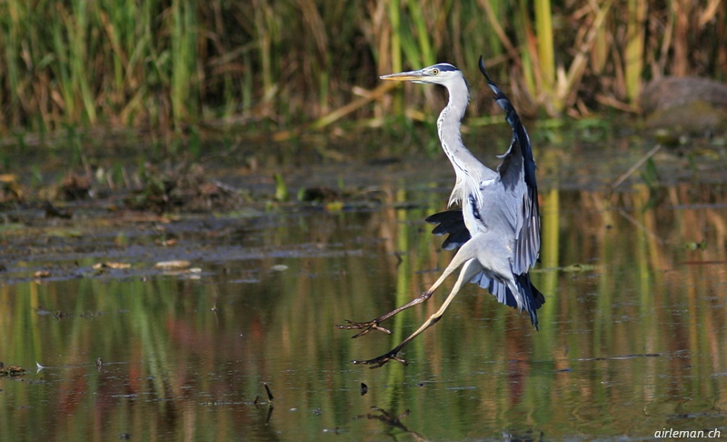 Nature/Birds/H-I/heron-cendre-IMG_0378.jpg