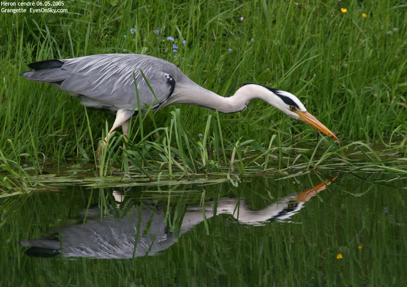 Nature/Birds/H-I/heron_cendre_IMG_3746.jpg
