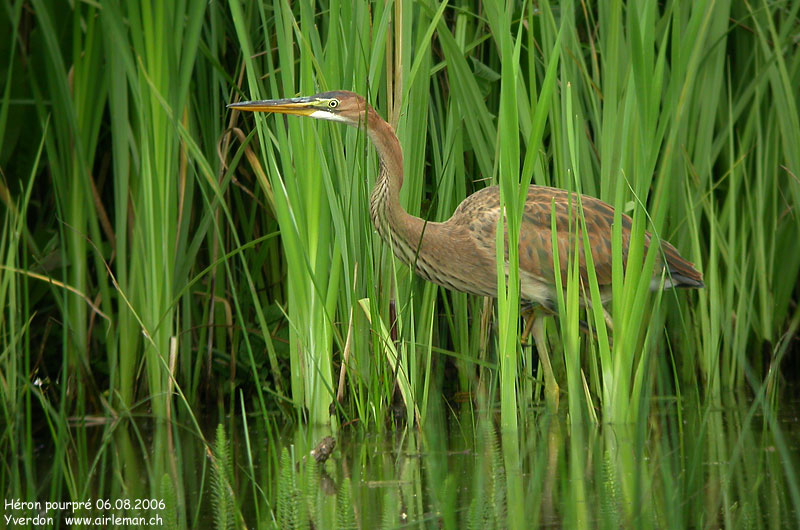 Nature/Birds/H-I/heron_pourpre_DSCN8042.jpg