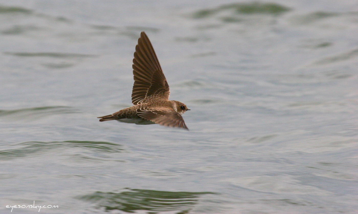 Nature/Birds/H-I/hirondelle-de-rivage-IMG_0461.jpg