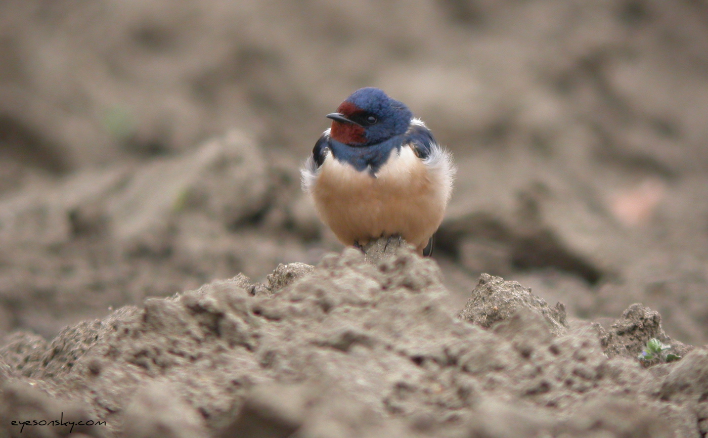 Nature/Birds/H-I/hirondelle-rustique-DSCN9205.jpg