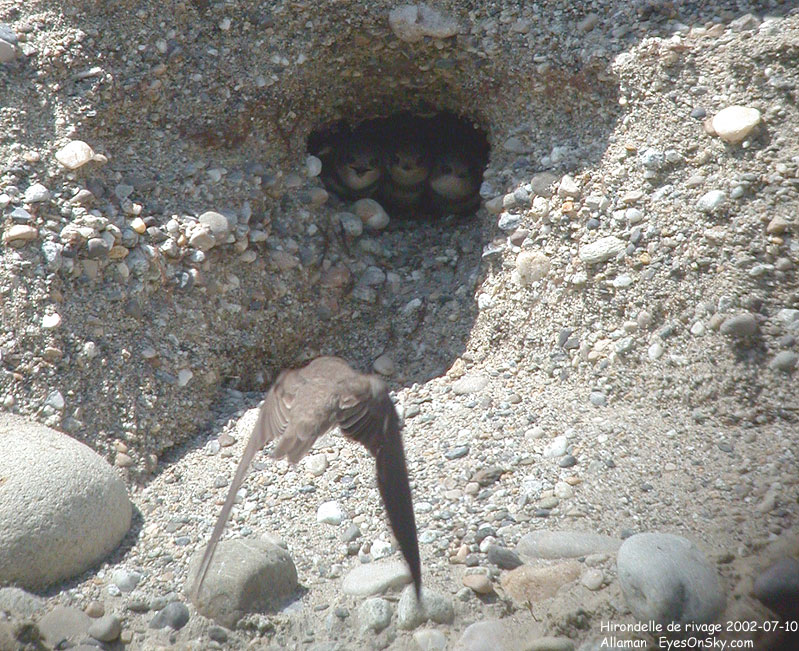 Nature/Birds/H-I/hirondelle_de_rivage_DSCN4087.jpg