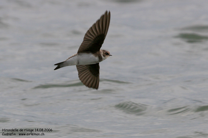 Nature/Birds/H-I/hirondelle_de_rivage_IMG_0450.jpg