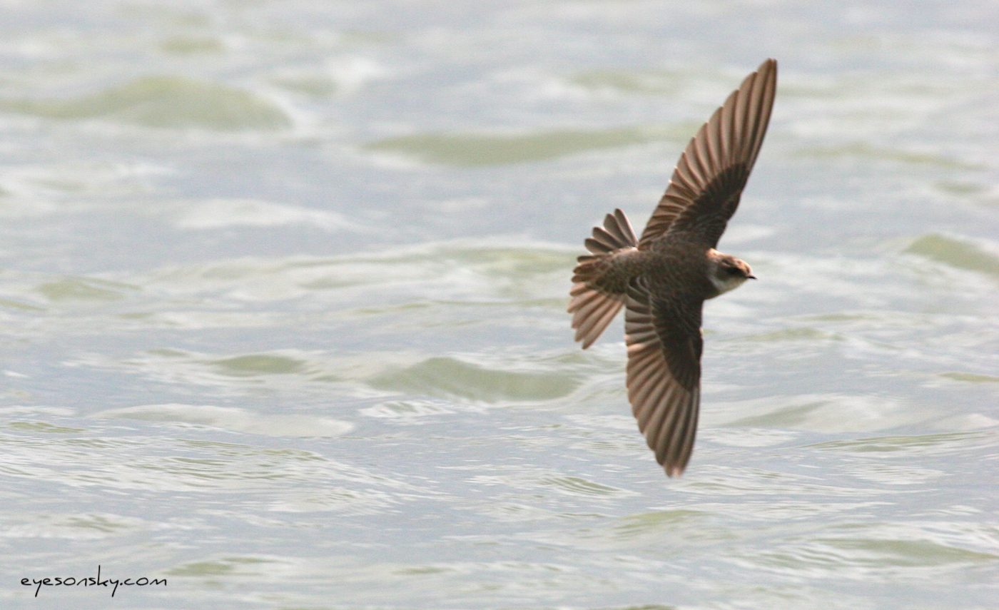 Nature/Birds/H-I/hirondelle_rivage_IMG_0434.jpg