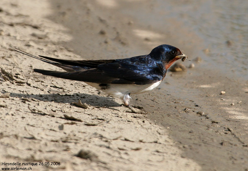 Nature/Birds/H-I/hirondelle_rustique_IMG_8450.jpg