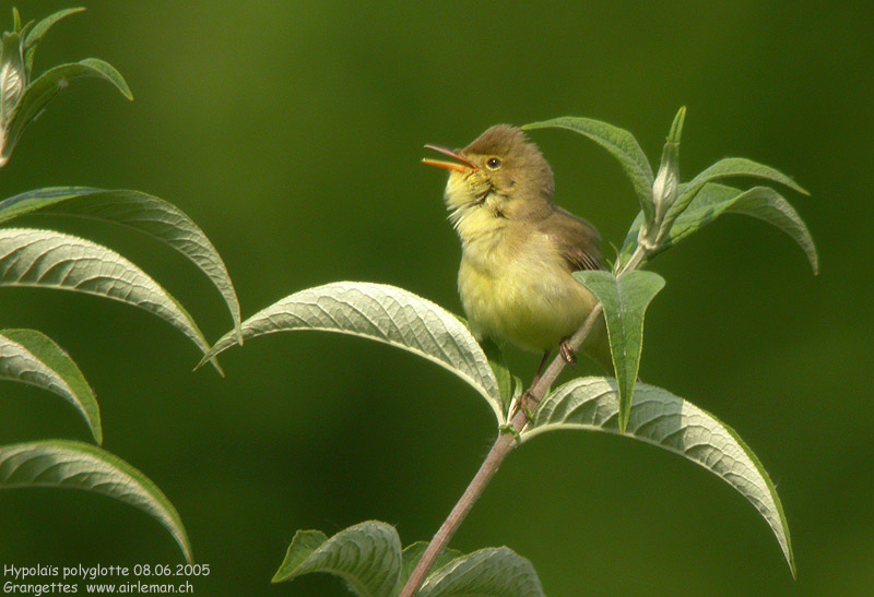 Nature/Birds/H-I/hypolais_polyglotte_DSCN4380.jpg
