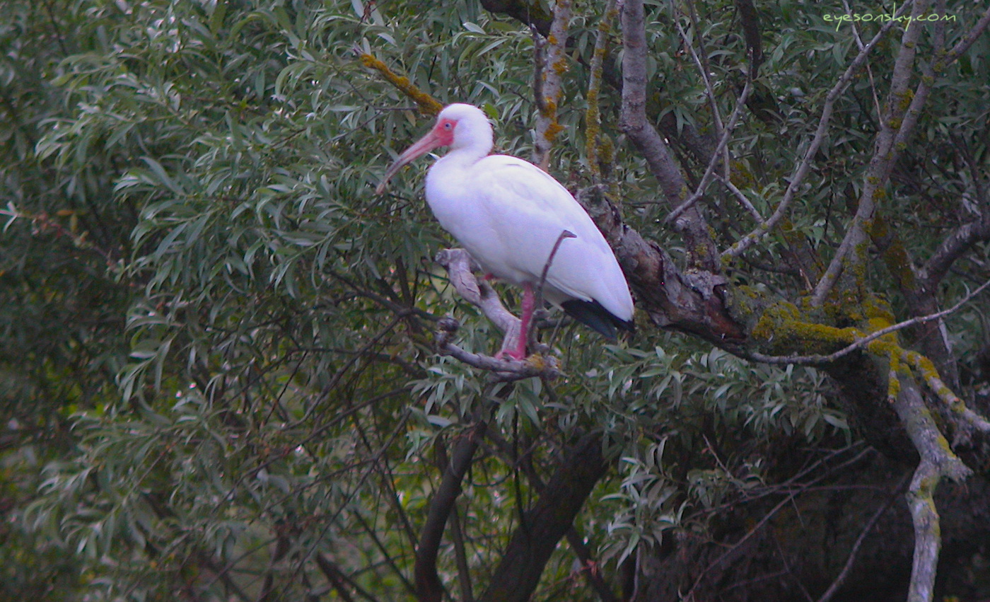 Nature/Birds/H-I/ibis-blanc-IMG_7315.jpg
