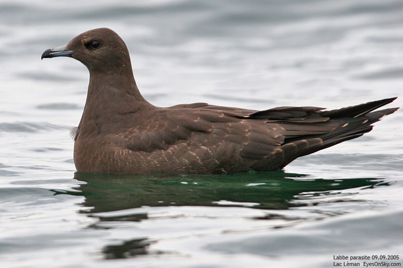 Nature/Birds/J-O/labbe_parasite_IMG_7412.jpg
