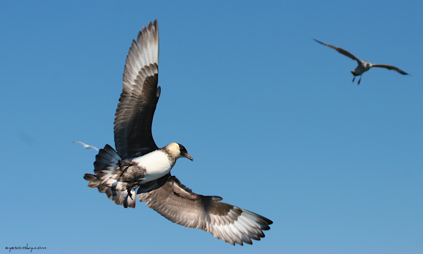 Nature/Birds/J-O/labbe_pomarin_IMG_4517.jpg