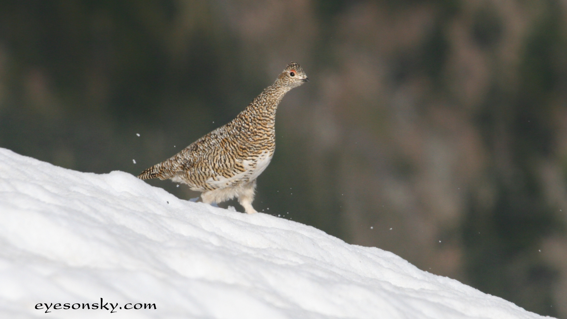 Nature/Birds/J-O/lagopede_alpin_IMG_9066.jpg