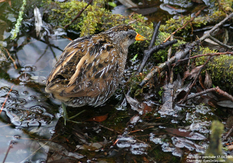 Nature/Birds/J-O/marouette_ponctuee_IMG_0625.jpg