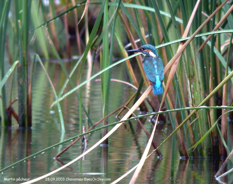 Nature/Birds/J-O/martin_pecheur_DSCN0807.jpg