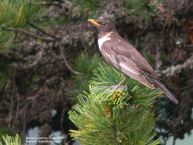 Nature/Birds/J-O/merle_a_plastron_DSCN9684.jpg