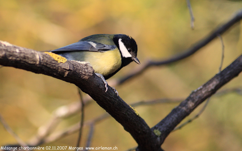Nature/Birds/J-O/mesange-charbonniere-IMG_1589.jpg