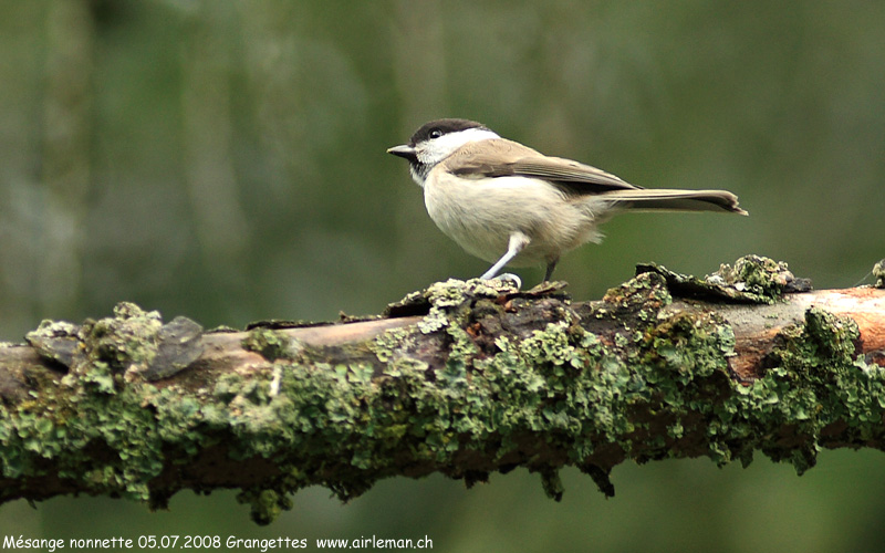 Nature/Birds/J-O/mesange-nonnette-IMG_4747.jpg