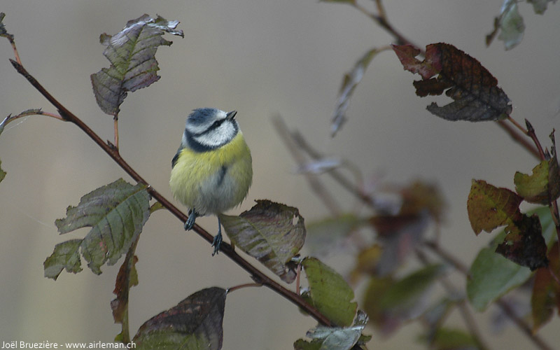 Nature/Birds/J-O/mesange_bleue_DSC_3790.jpg
