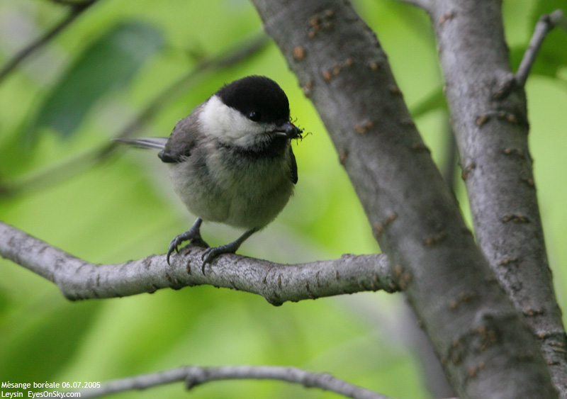 Nature/Birds/J-O/mesange_boreale_IMG_2070.jpg