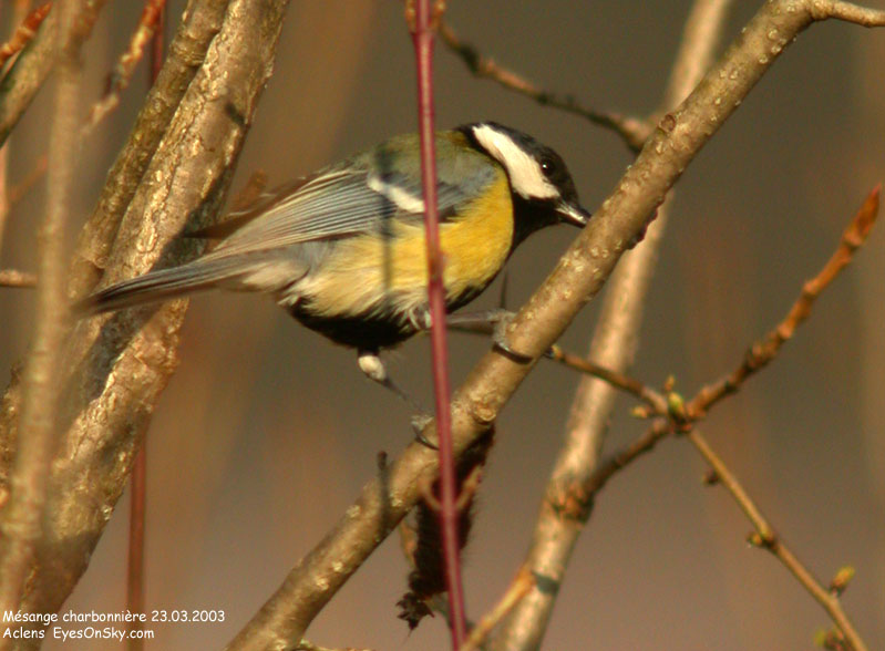 Nature/Birds/J-O/mesange_charbonniere_DSCN8974.jpg