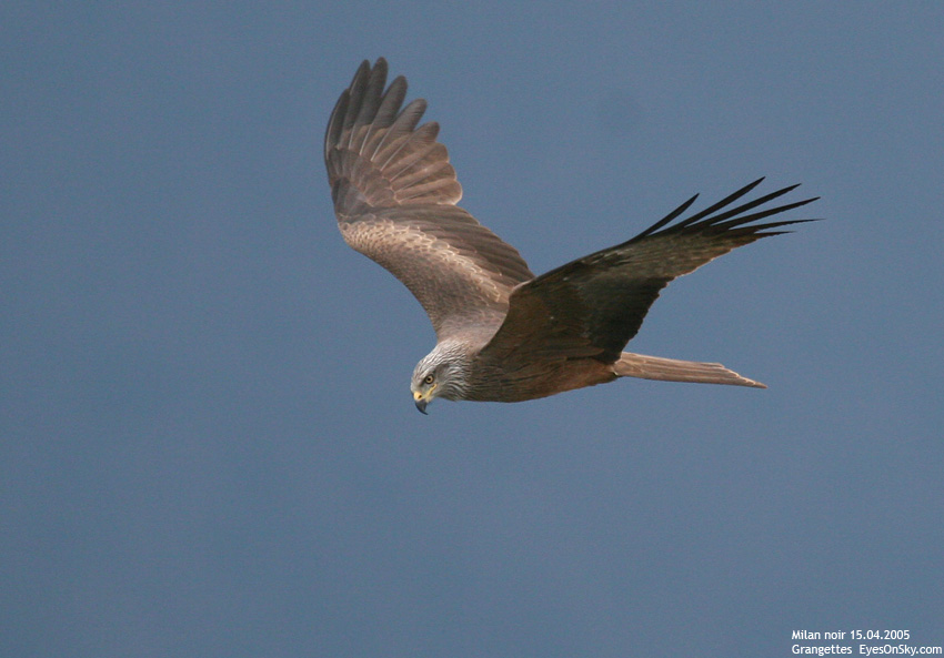 Nature/Birds/J-O/milan_noir_IMG_0286.jpg