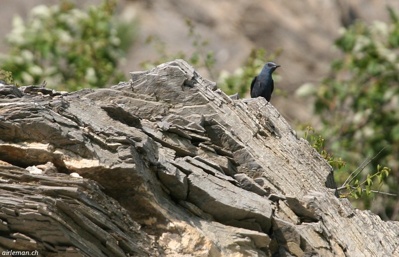 Nature/Birds/J-O/monticole-bleu-IMG_9565.jpg