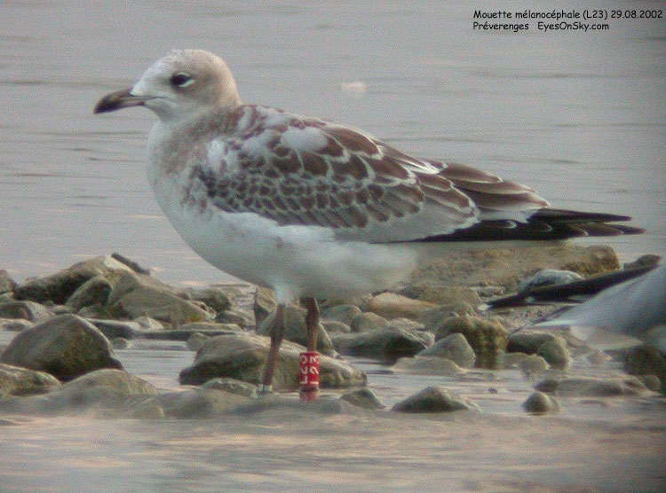 Nature/Birds/J-O/mouette_melanocephale_L23.jpg