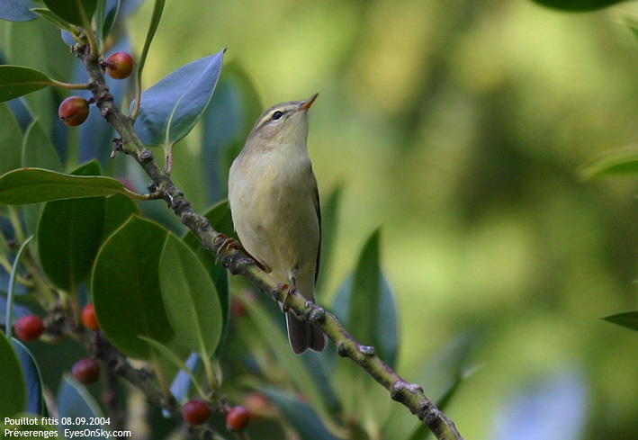 Nature/Birds/J-O/pouillot_fitis_IMG_6149.jpg