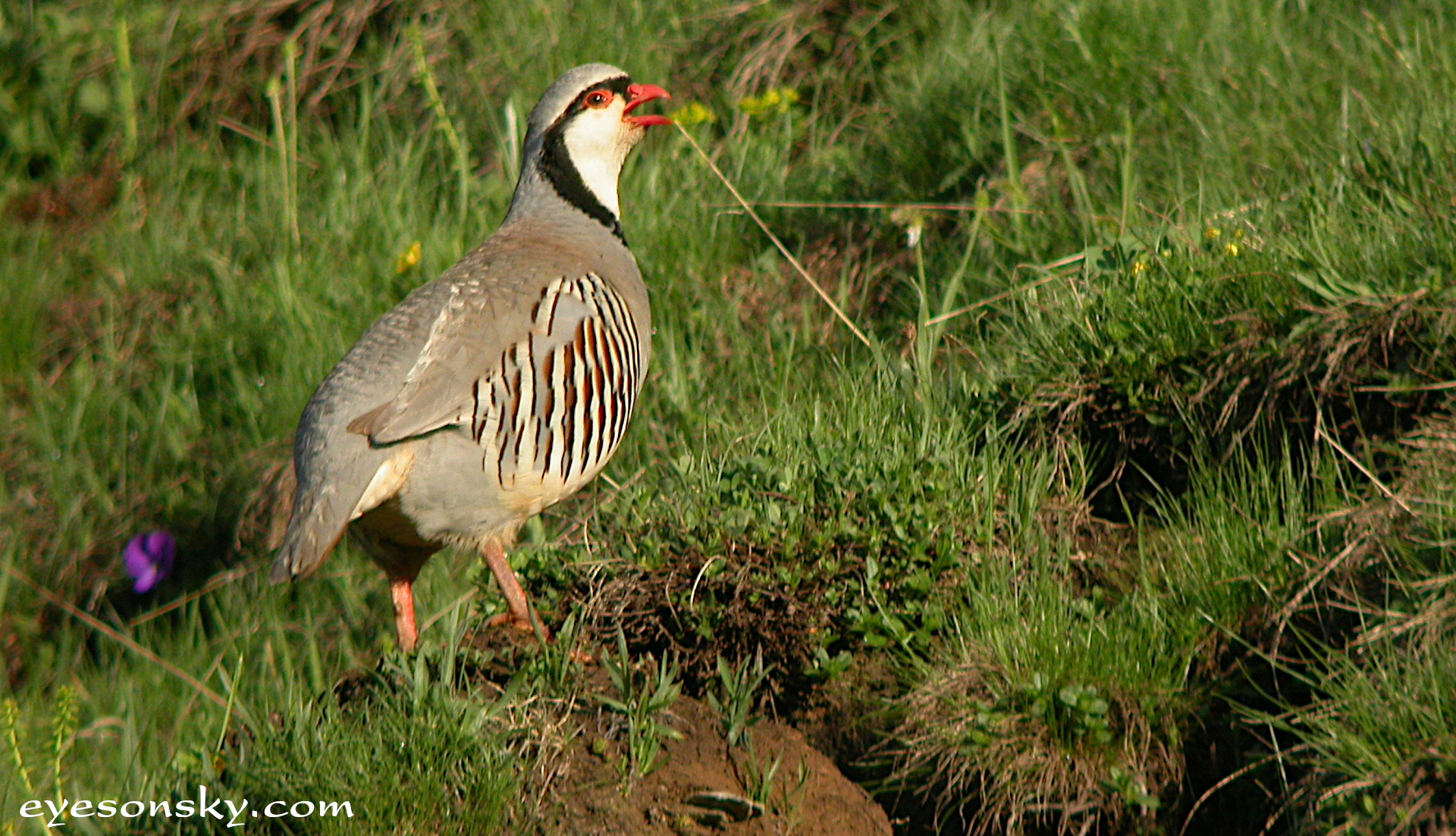 Nature/Birds/P/perdrix_bartavelle_DSCN7431.jpg