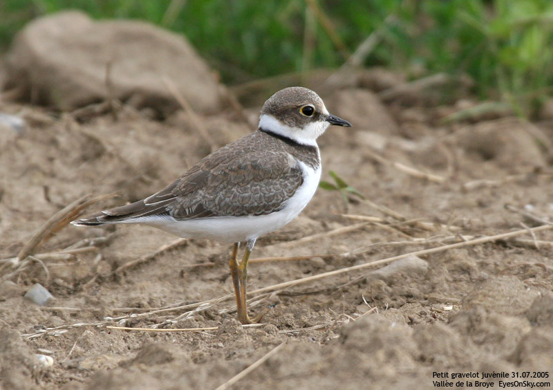 Nature/Birds/P/petit_gravelot_IMG_3942.jpg