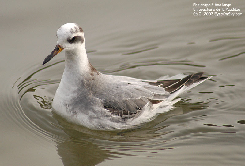 Nature/Birds/P/phalarope_a_bec_large_DSC_3005g.jpg