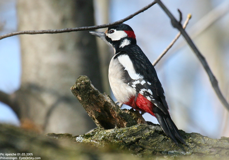 Nature/Birds/P/pic_epeiche_IMG_4798.jpg