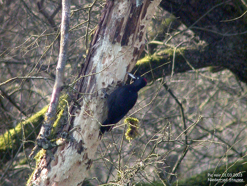 Nature/Birds/P/pic_noir_DSCN8341g.jpg