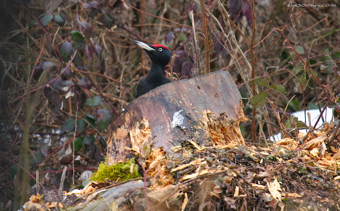 Nature/Birds/P/pic_noir_IMG_2909.jpg