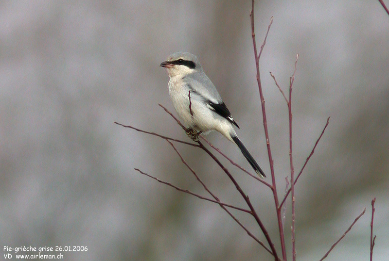 Nature/Birds/P/pie-grieche_grise_DSCN7976.jpg
